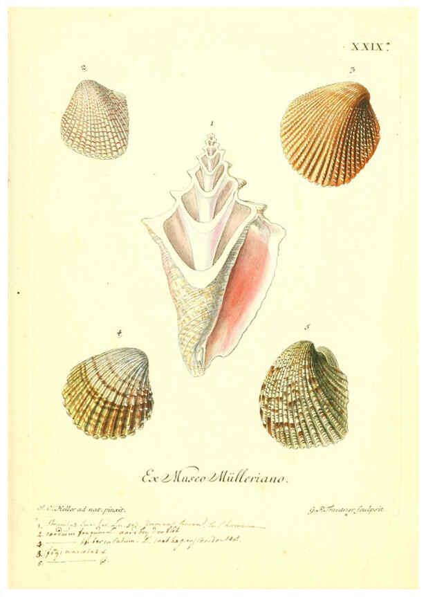 Reproducción/Reproduction 6096634780: Vergnügen der Augen und des Gemüths. v.2 atlas. [Nuremberg :1757