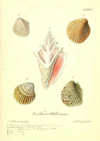 Reproducción/Reproduction 6096634780: Vergnügen der Augen und des Gemüths. v.2 atlas. [Nuremberg :1757