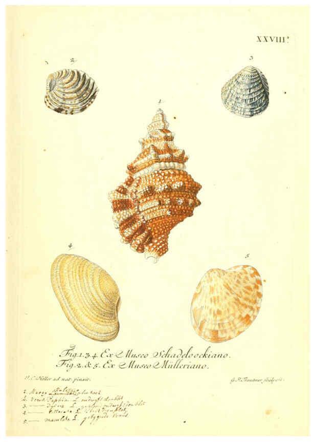 Reproducción/Reproduction 6096634498: Vergnügen der Augen und des Gemüths. v.2 atlas. [Nuremberg :1757