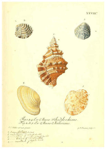 Reproducción/Reproduction 6096634498: Vergnügen der Augen und des Gemüths. v.2 atlas. [Nuremberg :1757