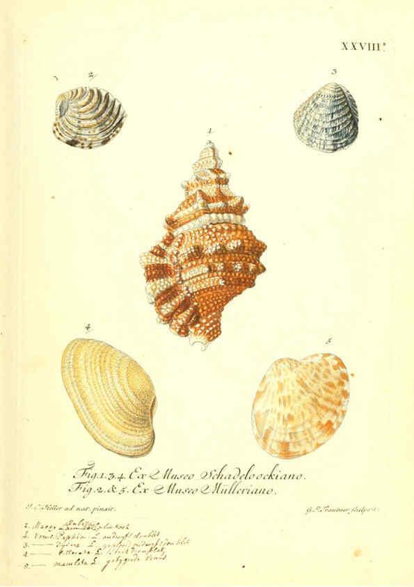 Reproducción/Reproduction 6096634498: Vergnügen der Augen und des Gemüths. v.2 atlas. [Nuremberg :1757