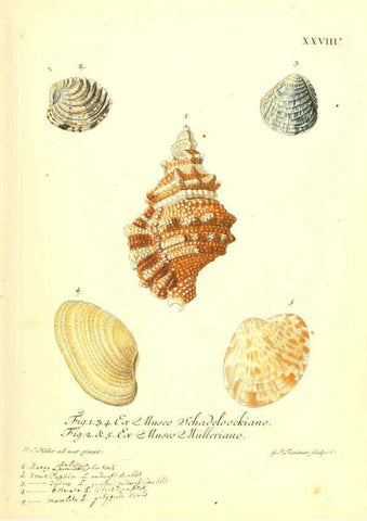 Reproducción/Reproduction 6096634498: Vergnügen der Augen und des Gemüths. v.2 atlas. [Nuremberg :1757