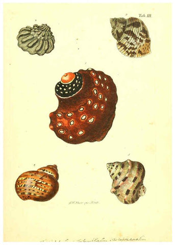 Reproducción/Reproduction 6096620170: Vergnügen der Augen und des Gemüths. v.2 atlas. [Nuremberg :1757