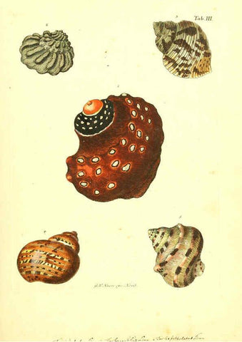 Reproducción/Reproduction 6096620170: Vergnügen der Augen und des Gemüths. v.2 atlas. [Nuremberg :1757