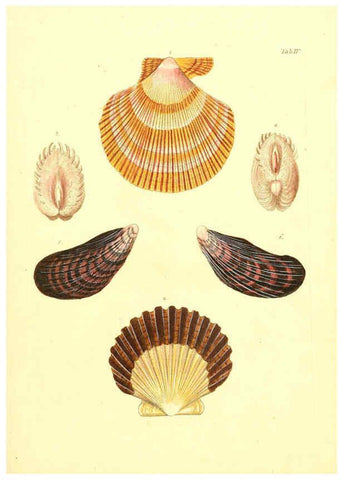 Reproducción/Reproduction 6096075813: Vergnügen der Augen und des Gemüths. v.2 atlas. [Nuremberg :1757