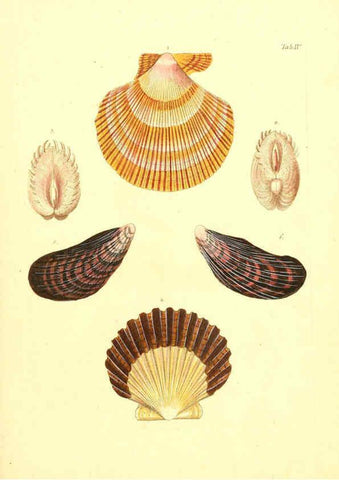 Reproducción/Reproduction 6096075813: Vergnügen der Augen und des Gemüths. v.2 atlas. [Nuremberg :1757