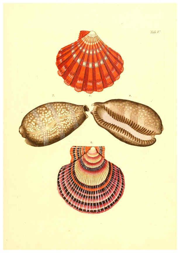 Reproducción/Reproduction 6096620548: Vergnügen der Augen und des Gemüths. v.2 atlas. [Nuremberg :1757