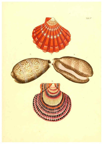 Reproducción/Reproduction 6096620548: Vergnügen der Augen und des Gemüths. v.2 atlas. [Nuremberg :1757