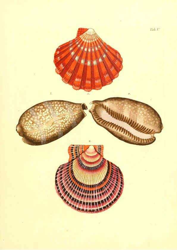 Reproducción/Reproduction 6096620548: Vergnügen der Augen und des Gemüths. v.2 atlas. [Nuremberg :1757