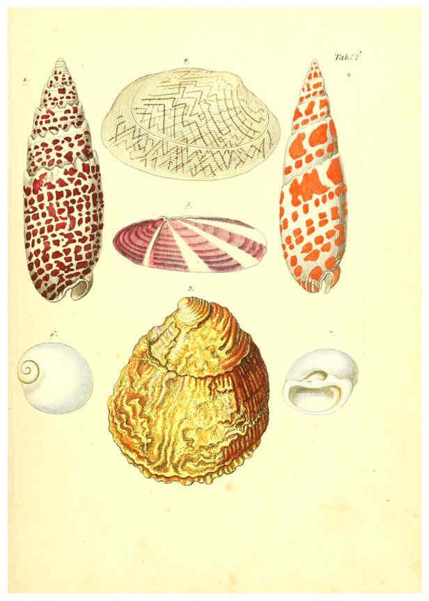 Reproducción/Reproduction 6096620750: Vergnügen der Augen und des Gemüths. v.2 atlas. [Nuremberg :1757