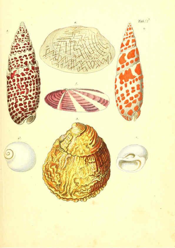 Reproducción/Reproduction 6096620750: Vergnügen der Augen und des Gemüths. v.2 atlas. [Nuremberg :1757
