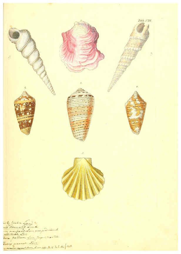 Reproducción/Reproduction 6096621326: Vergnügen der Augen und des Gemüths. v.2 atlas. [Nuremberg :1757