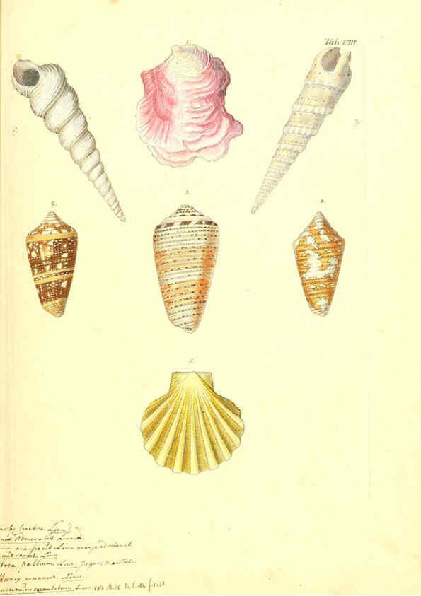 Reproducción/Reproduction 6096621326: Vergnügen der Augen und des Gemüths. v.2 atlas. [Nuremberg :1757
