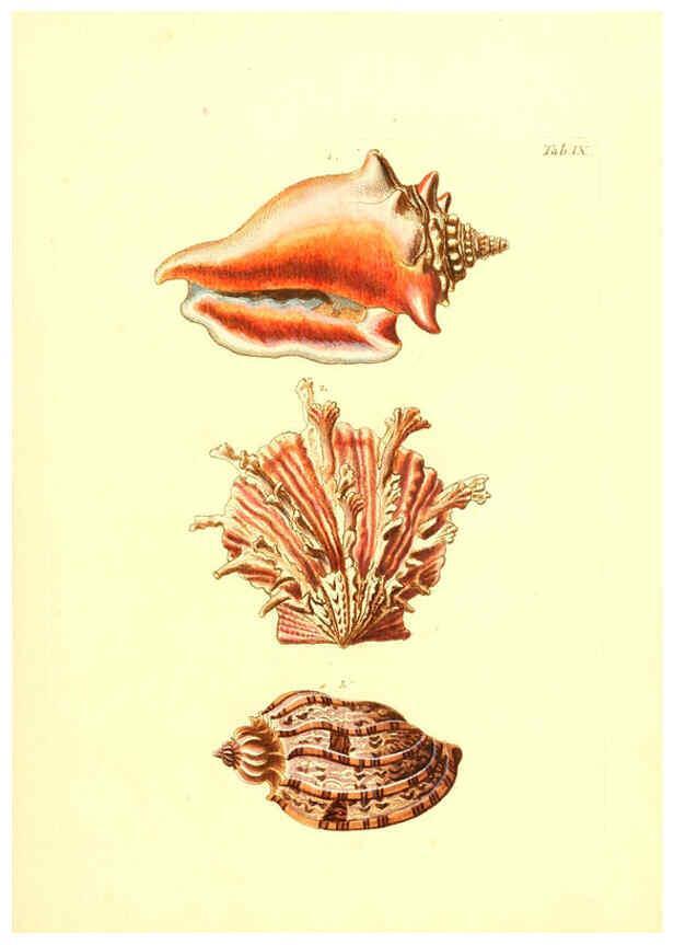 Reproducción/Reproduction 6096077025: Vergnügen der Augen und des Gemüths. v.2 atlas. [Nuremberg :1757