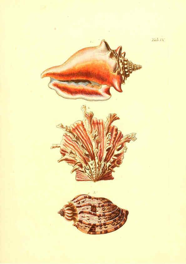 Reproducción/Reproduction 6096077025: Vergnügen der Augen und des Gemüths. v.2 atlas. [Nuremberg :1757