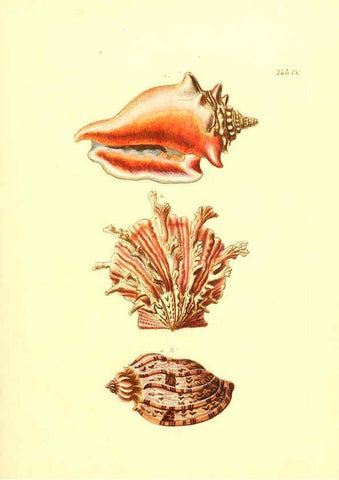 Reproducción/Reproduction 6096077025: Vergnügen der Augen und des Gemüths. v.2 atlas. [Nuremberg :1757