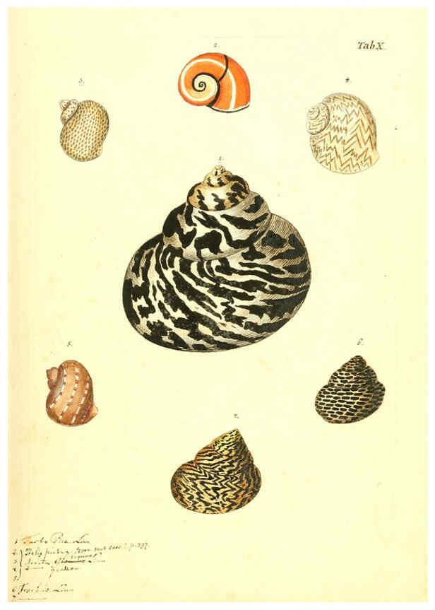 Reproducción/Reproduction 6096621792: Vergnügen der Augen und des Gemüths. v.2 atlas. [Nuremberg :1757