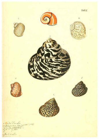 Reproducción/Reproduction 6096621792: Vergnügen der Augen und des Gemüths. v.2 atlas. [Nuremberg :1757