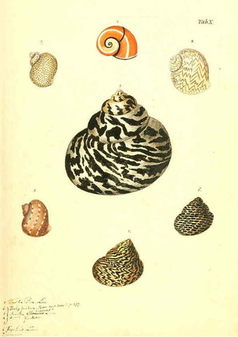 Reproducción/Reproduction 6096621792: Vergnügen der Augen und des Gemüths. v.2 atlas. [Nuremberg :1757