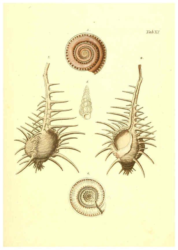Reproducción/Reproduction 6096077445: Vergnügen der Augen und des Gemüths. v.2 atlas. [Nuremberg :1757