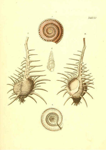 Reproducción/Reproduction 6096077445: Vergnügen der Augen und des Gemüths. v.2 atlas. [Nuremberg :1757