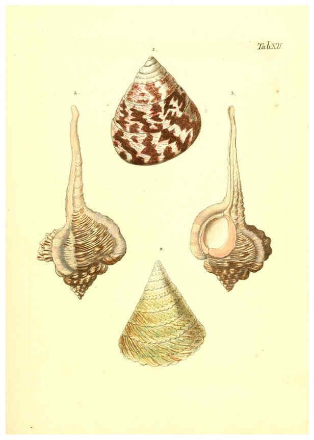 Reproducción/Reproduction 6096077795: Vergnügen der Augen und des Gemüths. v.2 atlas. [Nuremberg :1757