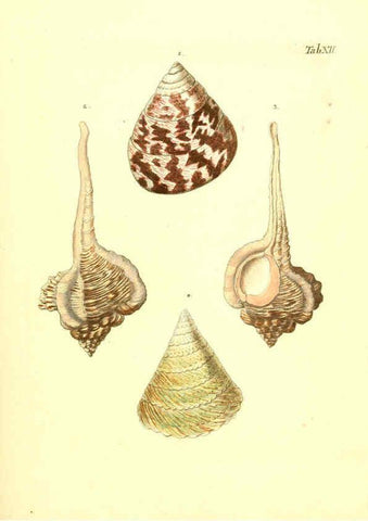 Reproducción/Reproduction 6096077795: Vergnügen der Augen und des Gemüths. v.2 atlas. [Nuremberg :1757