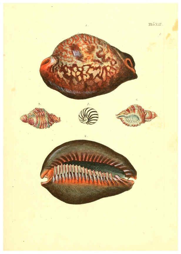 Reproducción/Reproduction 6096078131: Vergnügen der Augen und des Gemüths. v.2 atlas. [Nuremberg :1757