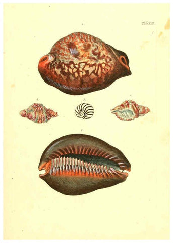Reproducción/Reproduction 6096078131: Vergnügen der Augen und des Gemüths. v.2 atlas. [Nuremberg :1757