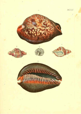Reproducción/Reproduction 6096078131: Vergnügen der Augen und des Gemüths. v.2 atlas. [Nuremberg :1757