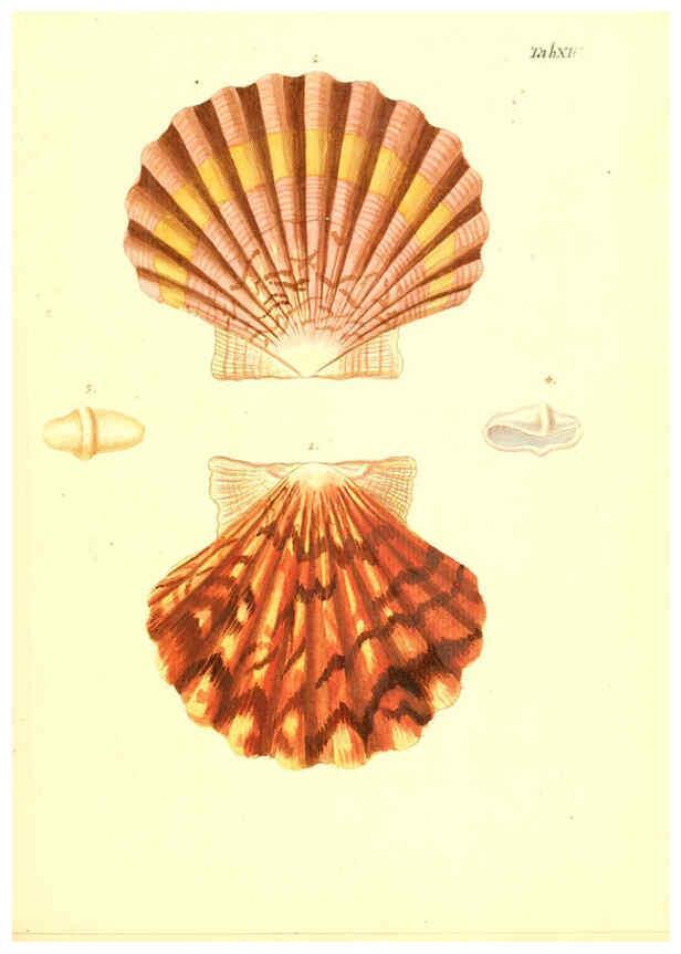 Reproducción/Reproduction 6096622952: Vergnügen der Augen und des Gemüths. v.2 atlas. [Nuremberg :1757