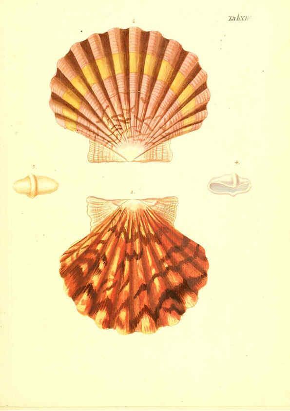 Reproducción/Reproduction 6096622952: Vergnügen der Augen und des Gemüths. v.2 atlas. [Nuremberg :1757