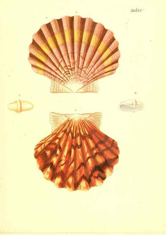 Reproducción/Reproduction 6096622952: Vergnügen der Augen und des Gemüths. v.2 atlas. [Nuremberg :1757