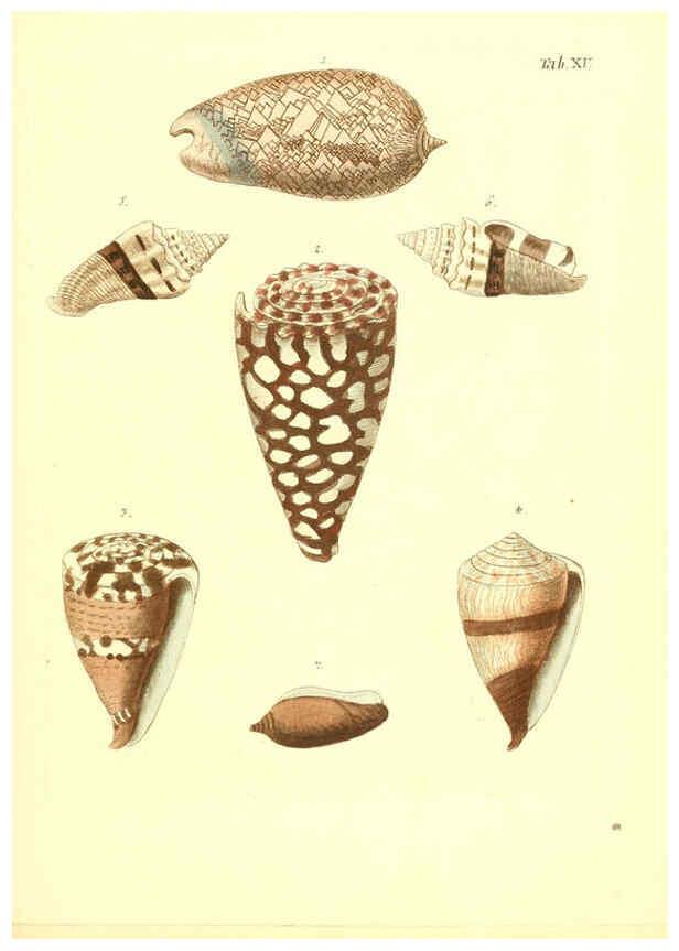 Reproducción/Reproduction 6096623270: Vergnügen der Augen und des Gemüths. v.2 atlas. [Nuremberg :1757