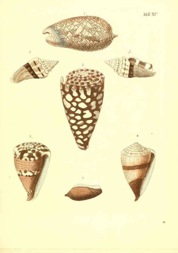 Reproducción/Reproduction 6096623270: Vergnügen der Augen und des Gemüths. v.2 atlas. [Nuremberg :1757