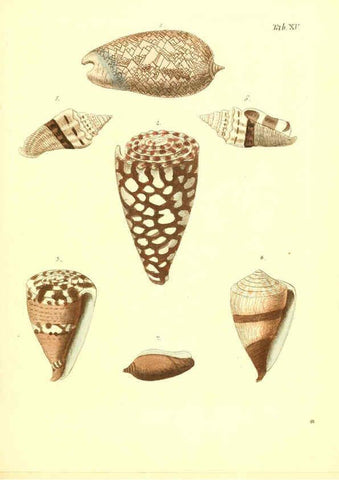 Reproducción/Reproduction 6096623270: Vergnügen der Augen und des Gemüths. v.2 atlas. [Nuremberg :1757