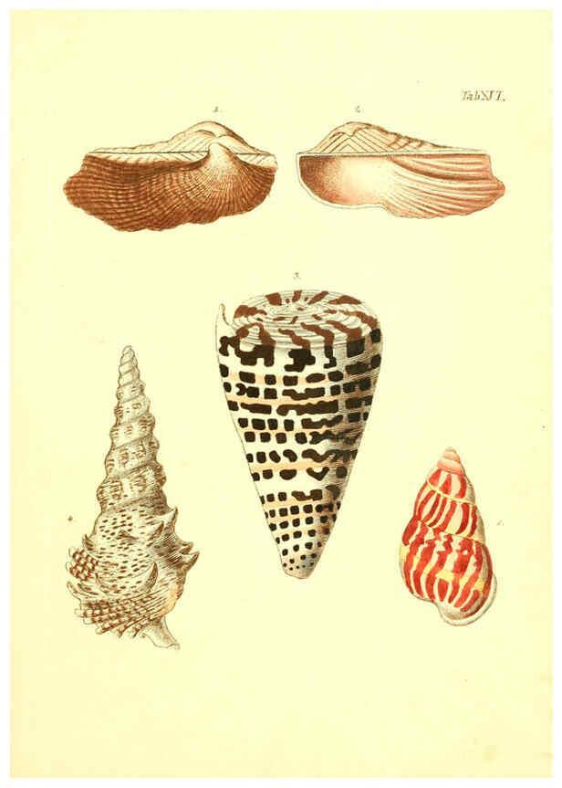 Reproducción/Reproduction 6096078999: Vergnügen der Augen und des Gemüths. v.2 atlas. [Nuremberg :1757