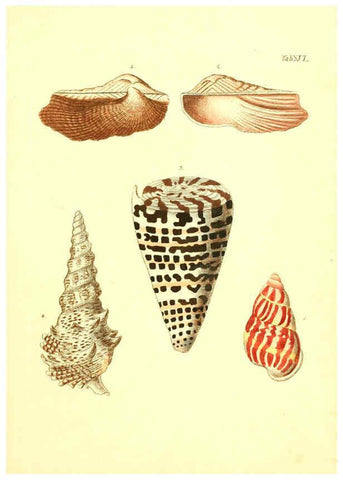 Reproducción/Reproduction 6096078999: Vergnügen der Augen und des Gemüths. v.2 atlas. [Nuremberg :1757