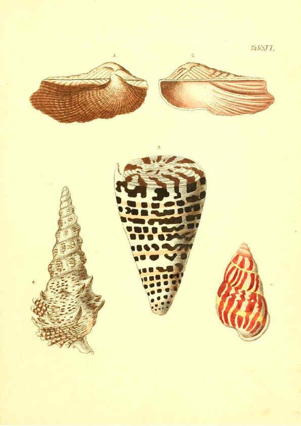 Reproducción/Reproduction 6096078999: Vergnügen der Augen und des Gemüths. v.2 atlas. [Nuremberg :1757