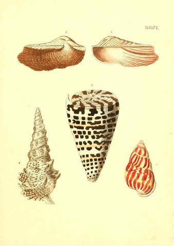 Reproducción/Reproduction 6096078999: Vergnügen der Augen und des Gemüths. v.2 atlas. [Nuremberg :1757