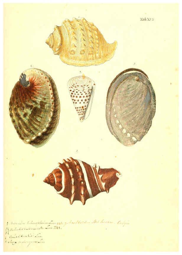 Reproducción/Reproduction 6096079327: Vergnügen der Augen und des Gemüths. v.2 atlas. [Nuremberg :1757