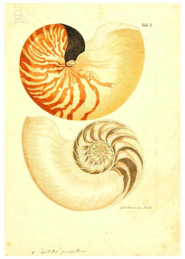 Reproducción/Reproduction 6096075109: Vergnügen der Augen und des Gemüths. v.2 atlas. [Nuremberg :1757