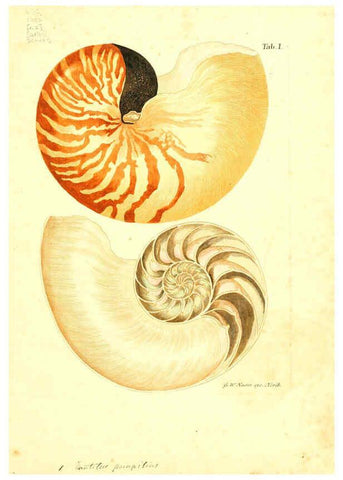 Reproducción/Reproduction 6096075109: Vergnügen der Augen und des Gemüths. v.2 atlas. [Nuremberg :1757