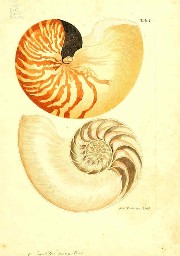 Reproducción/Reproduction 6096075109: Vergnügen der Augen und des Gemüths. v.2 atlas. [Nuremberg :1757