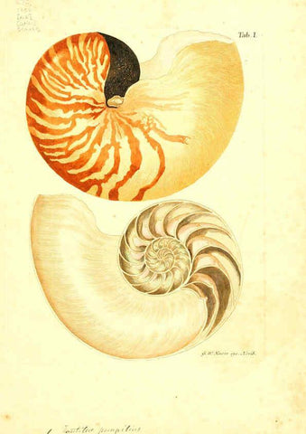 Reproducción/Reproduction 6096075109: Vergnügen der Augen und des Gemüths. v.2 atlas. [Nuremberg :1757