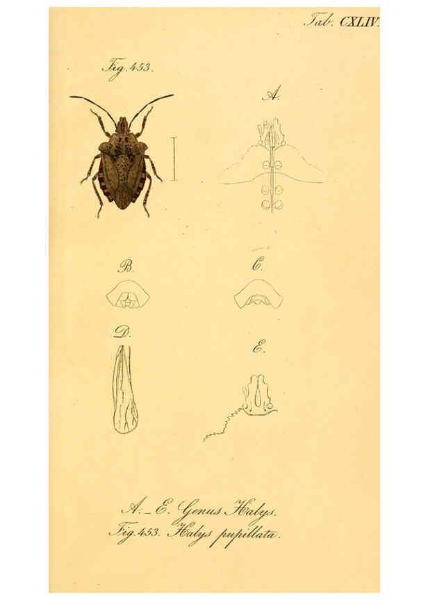 Reproducción/Reproduction 6096575322: Die wanzenartigen Insecten. plates 1-4. Nürnberg :In der C.H. Zeh'schen Buchhandlung,1831-1853