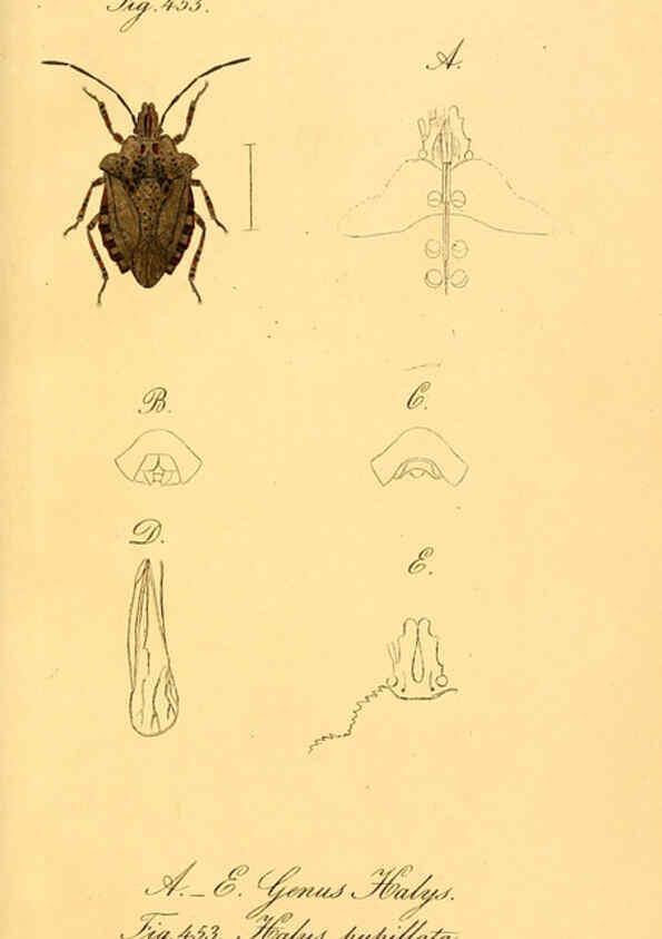 Reproducción/Reproduction 6096575322: Die wanzenartigen Insecten. plates 1-4. Nürnberg :In der C.H. Zeh'schen Buchhandlung,1831-1853