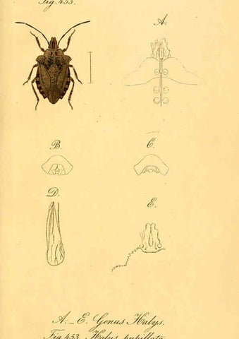 Reproducción/Reproduction 6096575322: Die wanzenartigen Insecten. plates 1-4. Nürnberg :In der C.H. Zeh'schen Buchhandlung,1831-1853