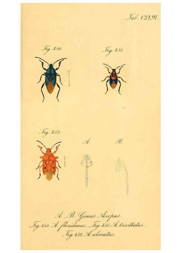 Reproducción/Reproduction 6096030569: Die wanzenartigen Insecten. plates 1-4. Nürnberg :In der C.H. Zeh'schen Buchhandlung,1831-1853