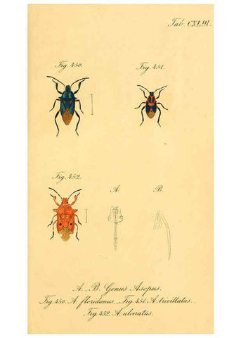 Reproducción/Reproduction 6096030569: Die wanzenartigen Insecten. plates 1-4. Nürnberg :In der C.H. Zeh'schen Buchhandlung,1831-1853